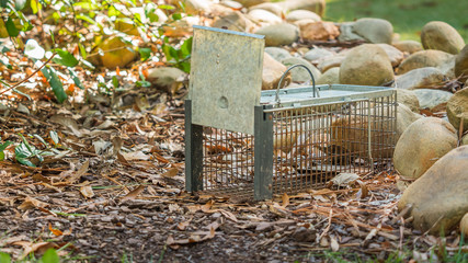 raccoon removal